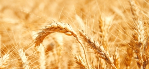 consectetuer adipiscing elit Suspendisse